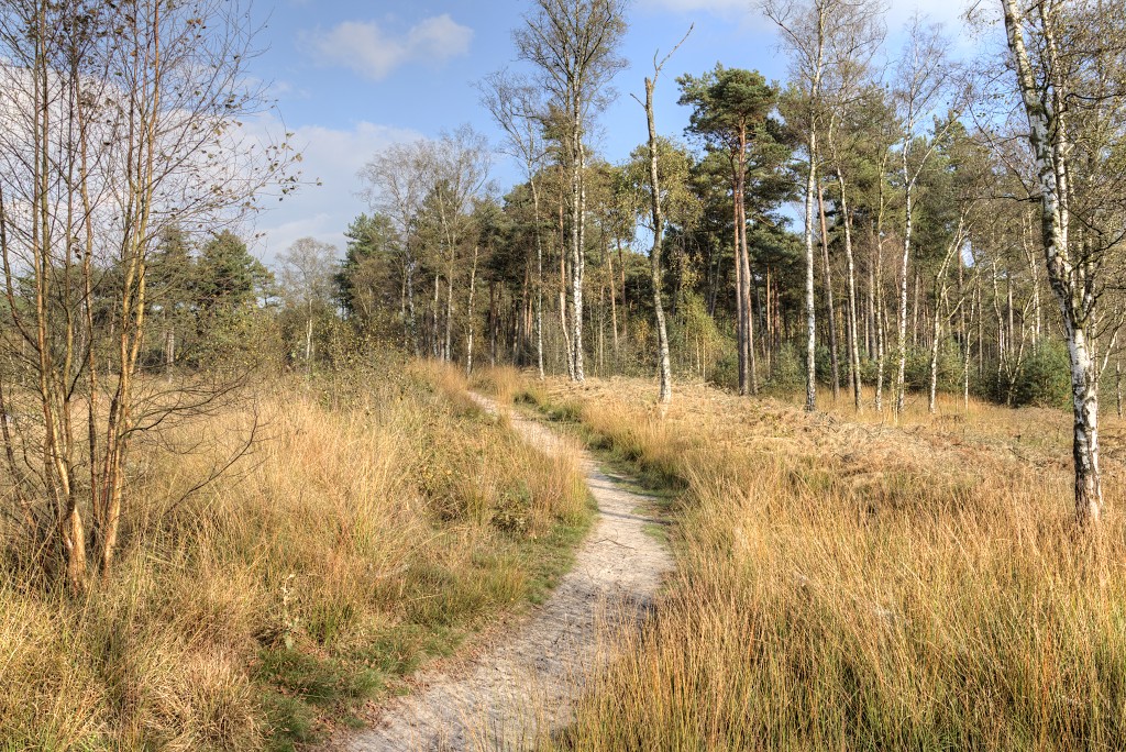 Oisterwijkse Bossen en Vennen Kampina natuurgebied natuur oisterwijk Nationaal park Landschap Het Groene Woud hei heide bossen natuurmonumenten brabant baronie boswachterij dorst